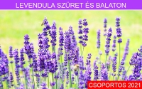 Levendula szüret és Balaton PROGRAM *****